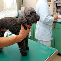 Animal Hospital-IMAGE