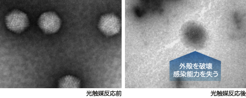 アデノウイルス電子顕微鏡写真
