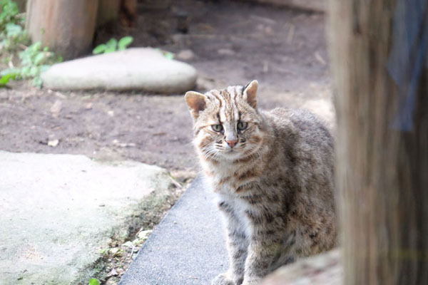 ツシマヤマネコ　福馬くん