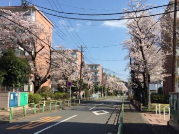 桜並木