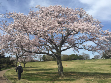 千葉昭和の森 桜