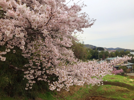 桜