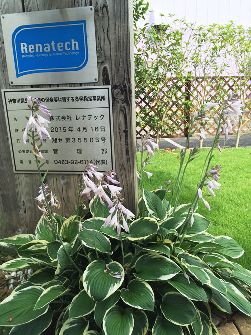 ギボウシが花を咲かせました。