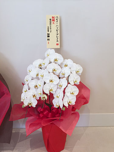 胡蝶蘭