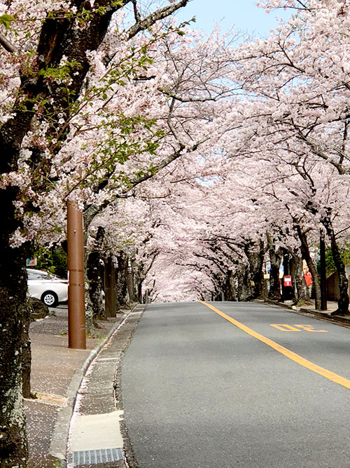 伊豆高原の桜のトンネル