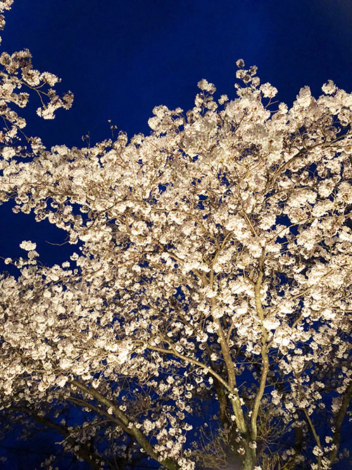 夜桜