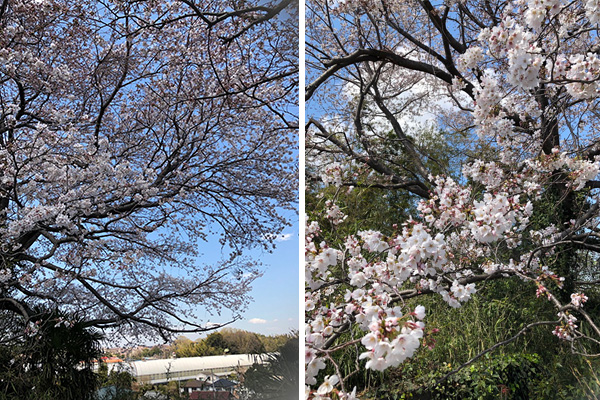 ４月恒例のお花見