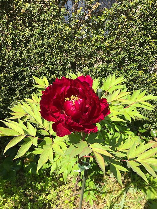 牡丹の花 赤