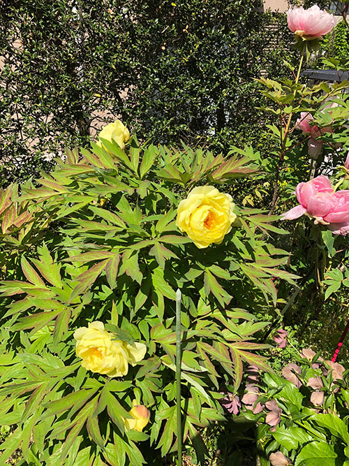 牡丹の花 黄色
