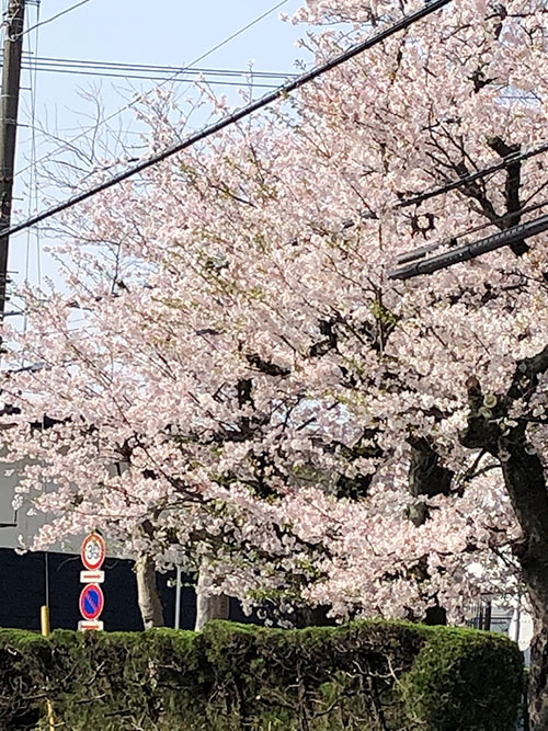 桜