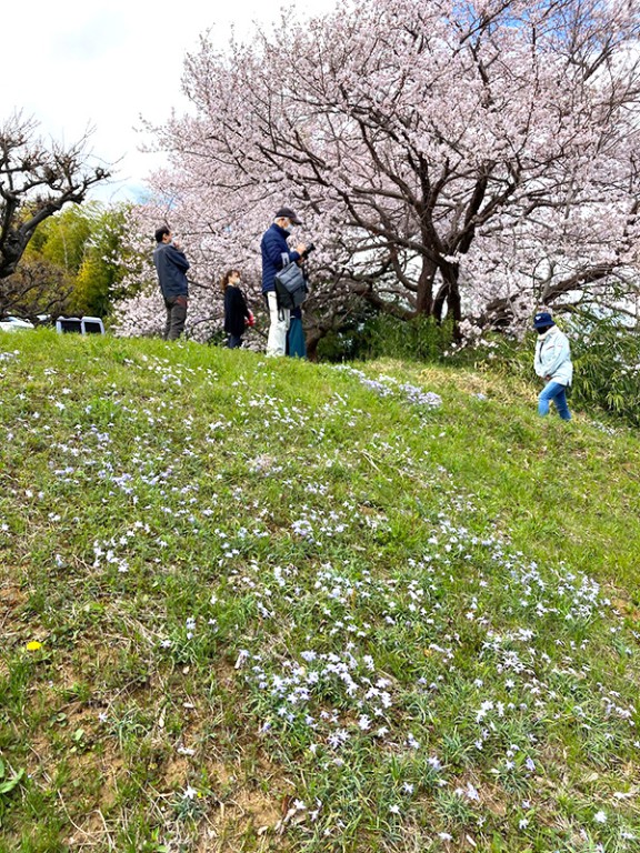 さくらとハナニラ