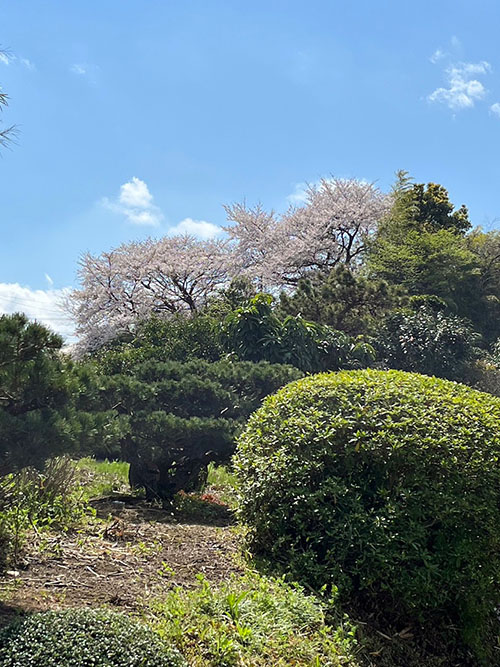 桜の木1