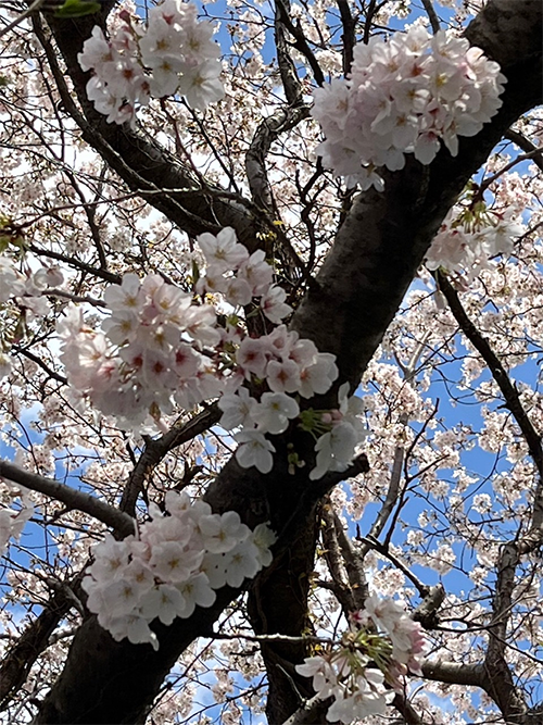 桜3