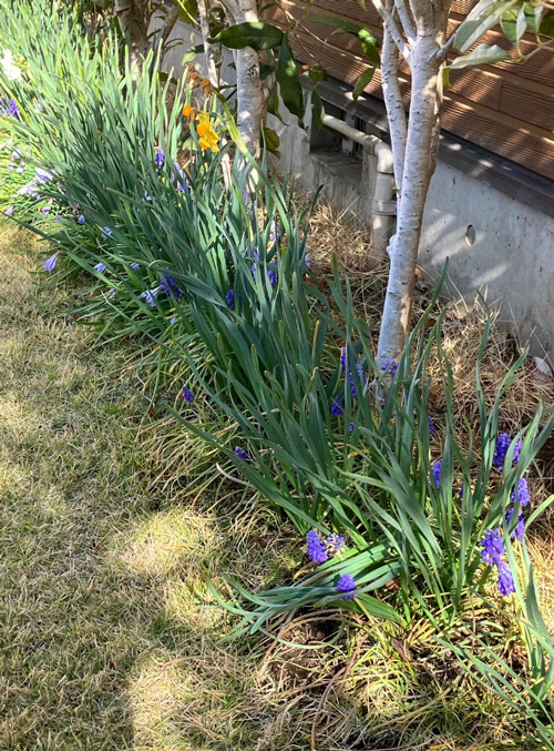 毎年咲くムスカリとハナニラです。