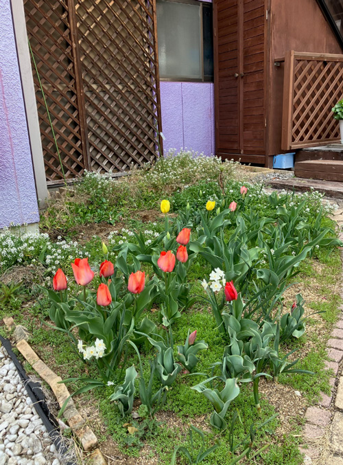 黄色のものも花が開きました。