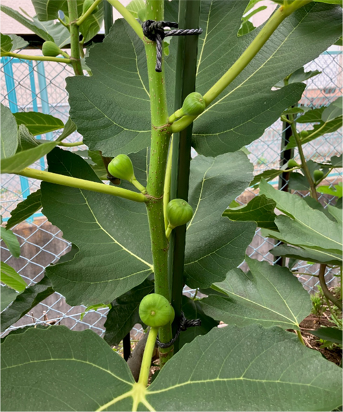 無花果