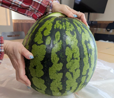 スイカ玉のようですが、実はもう切ってしまっています
