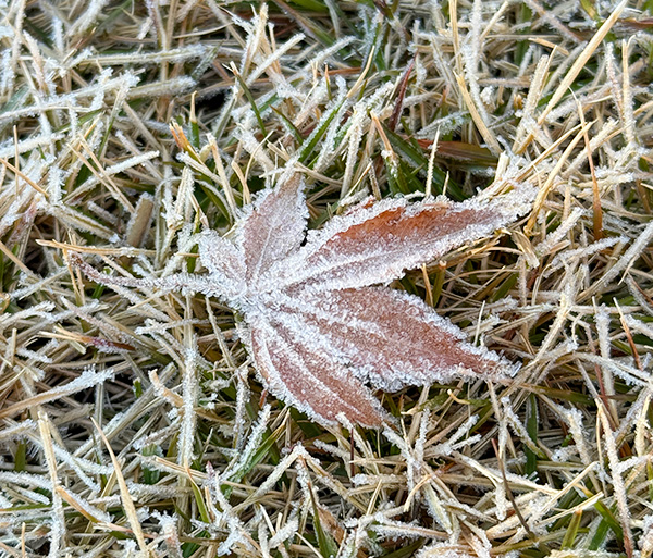 参拝へ行くときに見つけたレナテックの芝に落ちていた霜のついた紅葉