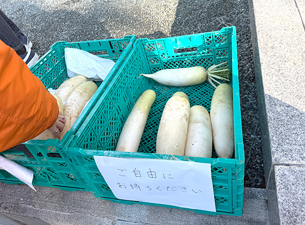 ご自由にお取り下さいの大根